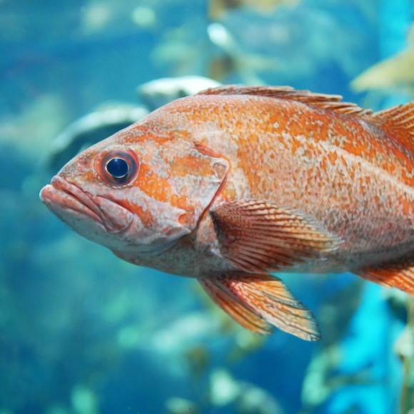 Meet your Posher, Anais - Picture 1 of 1